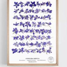 Herbier | Herbarium