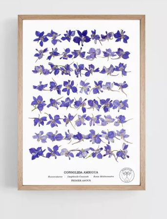 Herbier | Herbarium